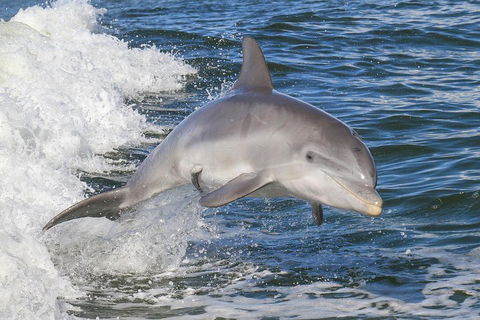 Noosa Oceanrider Scenic Dolphin Safari - Hobart Tourism 0