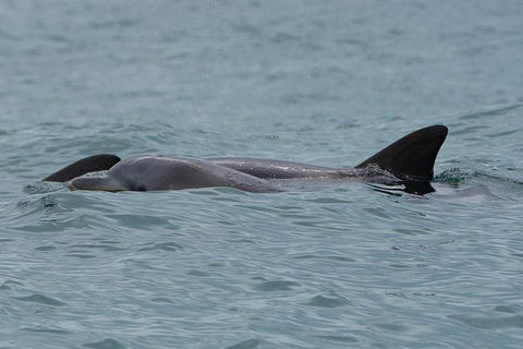 Noosa Oceanrider Scenic Dolphin Safari - Hobart Tourism 3