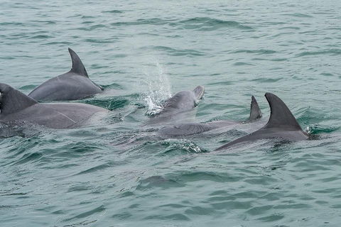 Noosa Oceanrider Scenic Dolphin Safari - Hobart Tourism 5