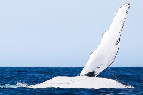 2-Hour Guided Whale Watching Tour At Noosa - Hobart Tourism 0