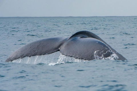 2-Hour Guided Whale Watching Tour At Noosa - Hobart Tourism 1