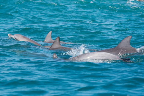 2-Hour Guided Whale Watching Tour At Noosa - Hobart Tourism 2