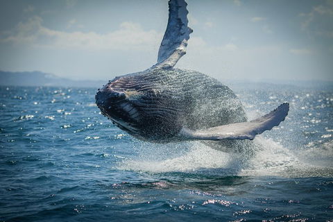 2-Hour Guided Whale Watching Tour At Noosa - Hobart Tourism 3
