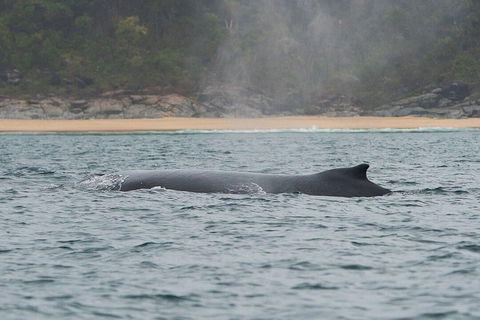 2-Hour Guided Whale Watching Tour At Noosa - Hobart Tourism 5