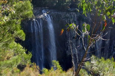 Byron Bay Hinterland Tour Including Rainforest Walk To Minyon Falls - Hobart Tourism 0