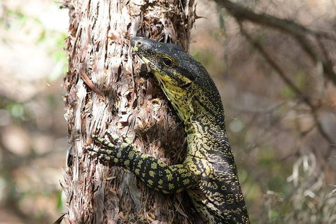 Byron Bay Hinterland Tour Including Rainforest Walk To Minyon Falls - Hobart Tourism 1