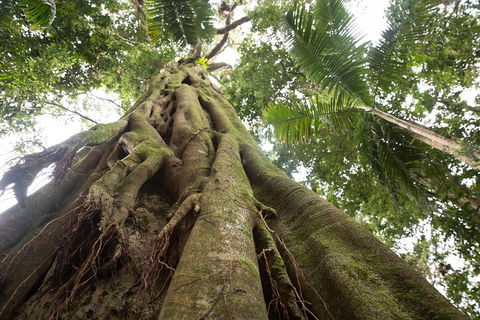 Byron Bay Hinterland Tour Including Rainforest Walk To Minyon Falls - Hobart Tourism 2