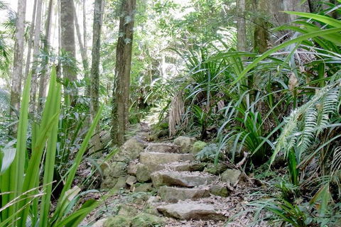 Byron Bay Combo: Hinterland Tour Including Minyon Falls And Kayaking With Dolphins - Tourism TAS 5