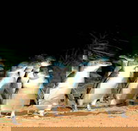 Phillip Island Penguins Private Tour - Hobart Tourism
