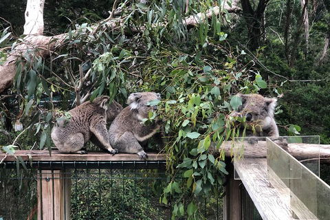 Phillip Island Penguins Private Tour - Hobart Tourism 3