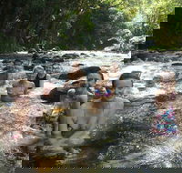 Daintree Rainforest Cape Tribulation Mossman Gorge Small-Group Day Tour - Tourism TAS