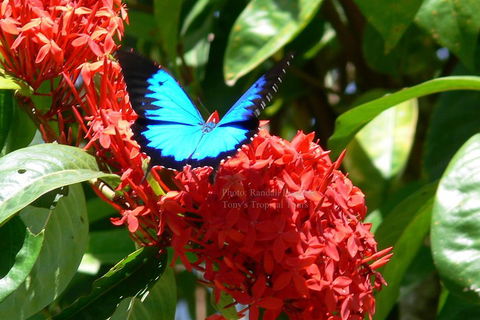Daintree Rainforest, Cape Tribulation, Mossman Gorge Small-Group Day Tour - Hobart Tourism 2
