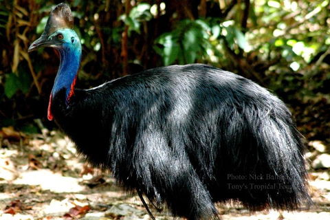 Daintree Rainforest, Cape Tribulation, Mossman Gorge Small-Group Day Tour - Hobart Tourism 3