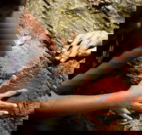 Ngana Julaymba Dungay - Half Day - Tourism TAS