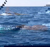 Noosa Whale Watching - Hobart Tourism