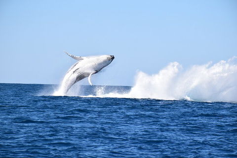 Noosa Whale Watching - Tourism TAS 1