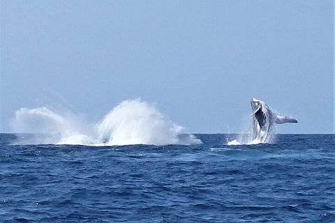 Noosa Whale Watching - Tourism TAS 2