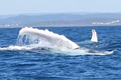 Noosa Whale Watching - Tourism TAS 5