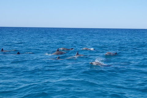 Noosa Wild Dolphin Safari - Tourism TAS 3