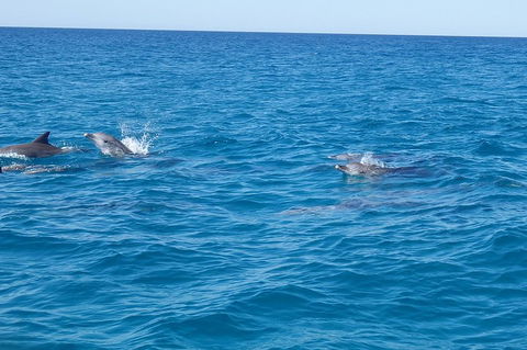 Noosa Wild Dolphin Safari - Tourism TAS 4