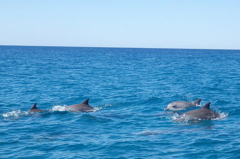 Noosa Wild Dolphin Safari - Tourism TAS 5
