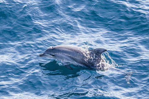 All Inclusive Dolphin And Tangalooma Wrecks Cruise - Tourism TAS 1