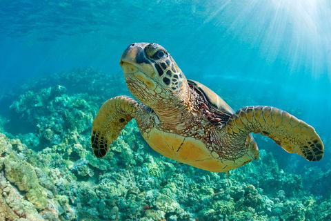 All Inclusive Dolphin And Tangalooma Wrecks Cruise - Tourism TAS 3
