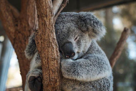 Sydney Taronga Zoo General Entry Ticket - Hobart Tourism 3