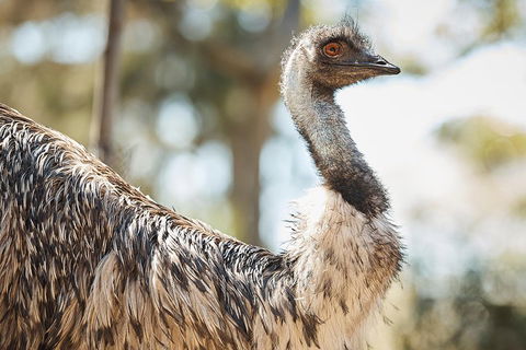Sydney Taronga Zoo General Entry Ticket - Hobart Tourism 4