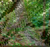 Private Daintree Mossman Gorge Exclusive Nature and Wildlife Focus - Hobart Tourism