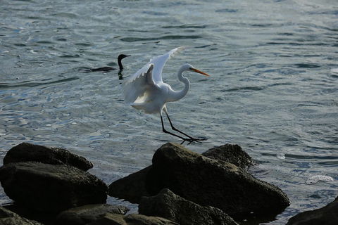Kayak Tour In Adelaide Dolphin Sanctuary - Hobart Tourism 1