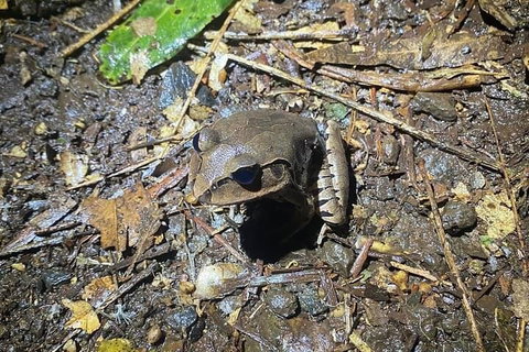 Evening Rainforest & Glow Worm Experience - Hobart Tourism 1