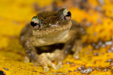Daintree And Cape Tribulation Full Day Guided Tour - Tourism TAS 0