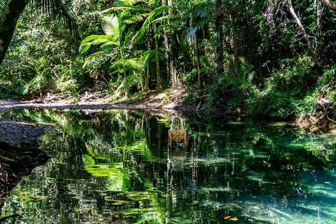 Daintree And Cape Tribulation Full Day Guided Tour - Tourism TAS 1