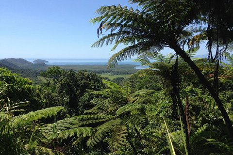 Daintree And Cape Tribulation Full Day Guided Tour - Tourism TAS 2
