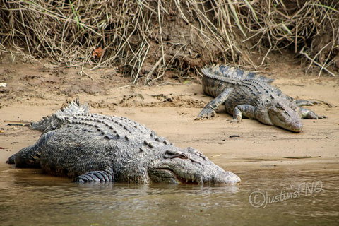 Daintree And Cape Tribulation Full Day Guided Tour - Tourism TAS 3
