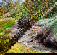 Cradle Mountain National Park Day Tour from Launceston - Hobart Tourism