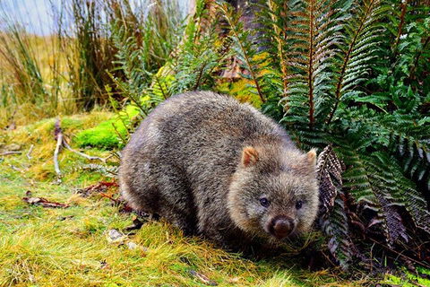 Cradle Mountain National Park Day Tour From Launceston - Hobart Tourism 0