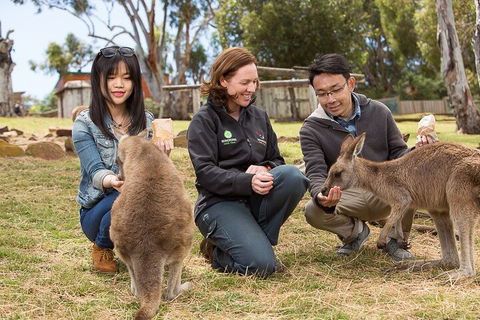 Bonorong Wildlife Park And Richmond Afternoon Tour From Hobart - Hobart Tourism 1