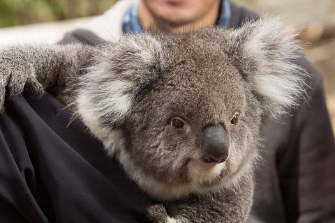 Bonorong Wildlife Park And Richmond Afternoon Tour From Hobart - Hobart Tourism 2