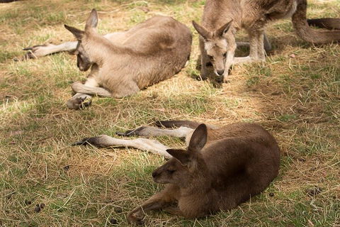 Bonorong Wildlife Park And Richmond Afternoon Tour From Hobart - Hobart Tourism 3