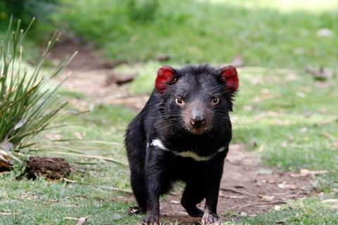 Bonorong Wildlife Park And Richmond Afternoon Tour From Hobart - Hobart Tourism 4