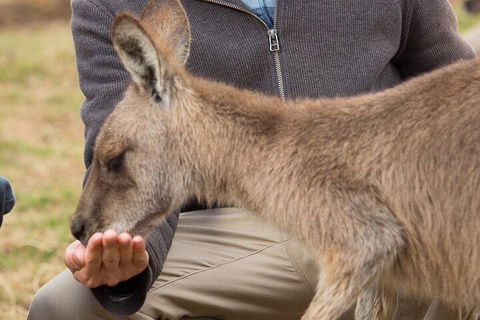 Bonorong Wildlife Park And Richmond Afternoon Tour From Hobart - Hobart Tourism 5