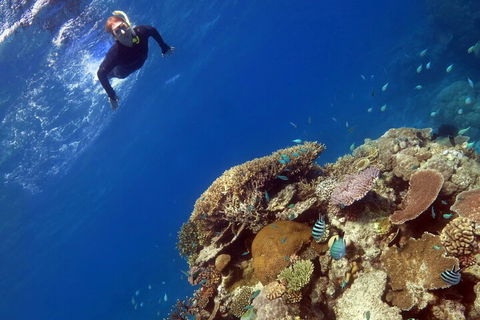 Silverswift Outer Great Barrier Reef Dive And Snorkel Cruise From Cairns - Hobart Tourism 3