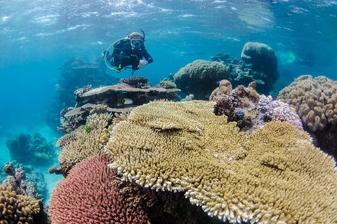 Silverswift Outer Great Barrier Reef Dive And Snorkel Cruise From Cairns - Hobart Tourism 5