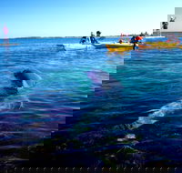 Penguin and Seal Islands Sea Kayaking Experience - Hobart Tourism