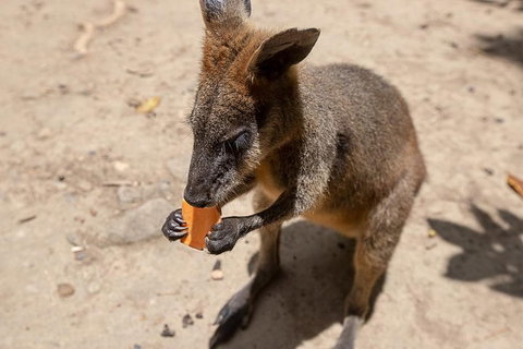 Chillagoe Caves And Outback Day Trip From Cairns - Tourism TAS 5