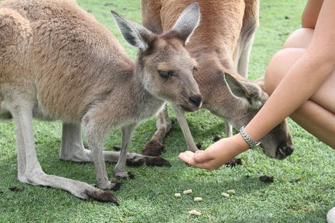 Pinnacles Desert, Koalas And Sandboarding 4WD Day Tour From Perth - Hobart Tourism 1