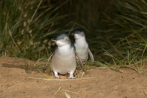 Phillip Island Penguin, Brighton Beach, Moonlit Sanctuary From Melbourne - Hobart Tourism 2