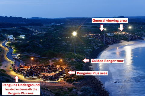 Phillip Island Penguin, Brighton Beach, Moonlit Sanctuary From Melbourne - Hobart Tourism 4
